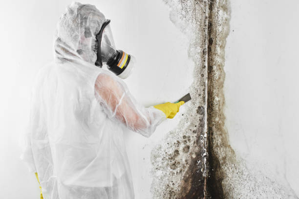 Best Forensic Mold Investigation  in Countryside, VA